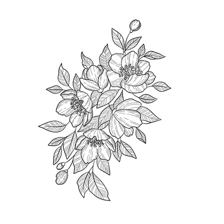 Hand drawing and sketch Camellia Japonica flower. Black and white with line art illustration.のイラスト素材