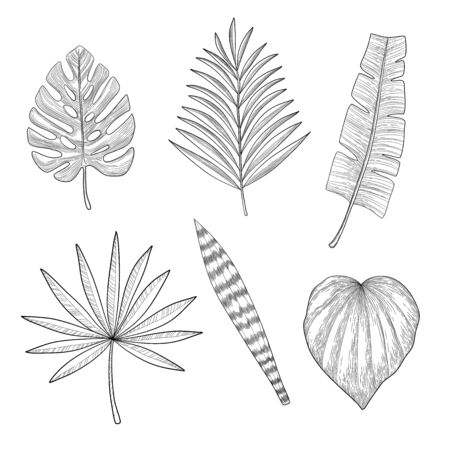 Vector set of tropical palm leaves, black silhouettes isolated on white background. Foliage design elements of tropical nature. Stylized images and simple shapes for logos and natural decor.のイラスト素材