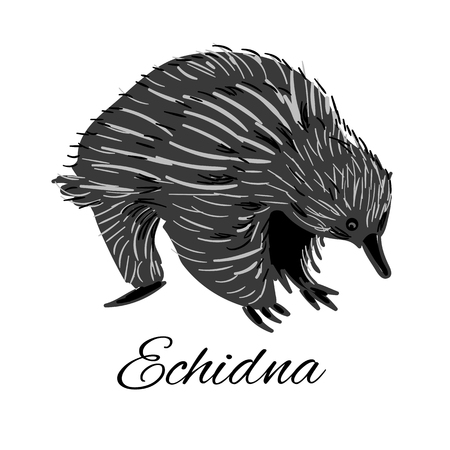 Handdrawn Echidna icon in doodle style with text for business. Vector illustration.のイラスト素材