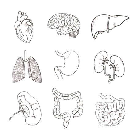 Realistic human organs set anatomyのイラスト素材