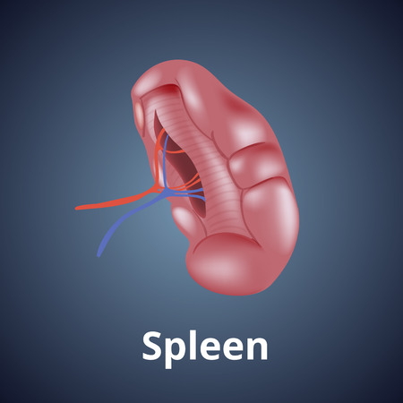 Realistic human spleen isolated on dark gray background.のイラスト素材