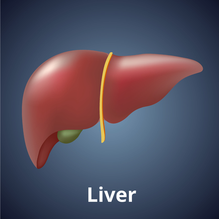 Realistic human liver isolated on dark gray background.の写真素材