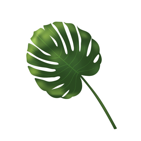 Vector palm leave, jungle leaf set isolated on white background. Tropical botanical illustration, green foliage, floral elements. Monsteraのイラスト素材