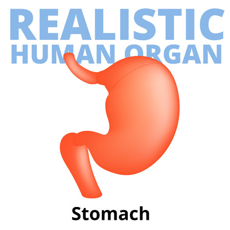 Realistic human stomach isolated on white background.のイラスト素材