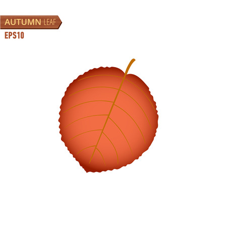 Vector illustration of Autumn Birch leaf isolated on a white background.のイラスト素材
