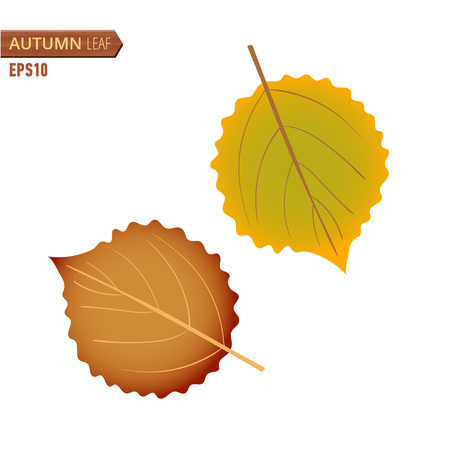 Vector illustration of Autumn Birch leaf isolated on a white background.のイラスト素材