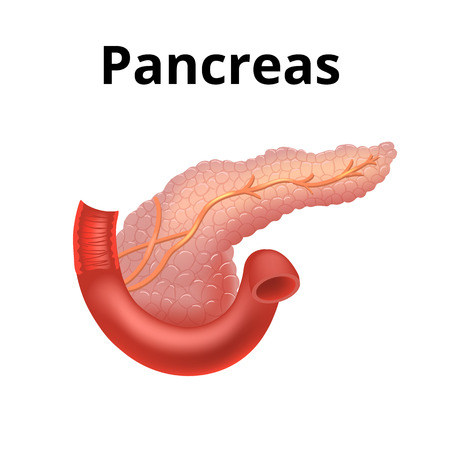 Pancreas icon in realistic style isolated on white background.のイラスト素材