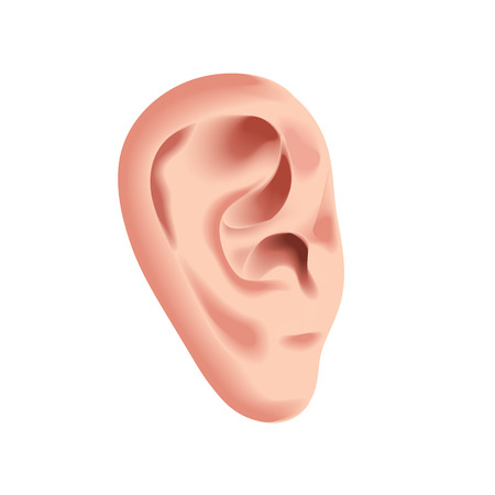 Human ear isolated on whiteのイラスト素材