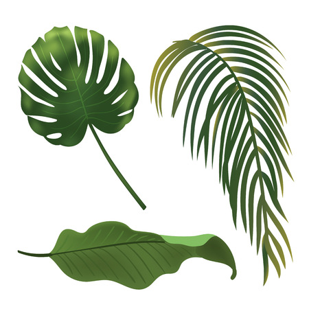 Tropical Plant Leaf Set. Realistic palm leaves. Vector illustrationのイラスト素材
