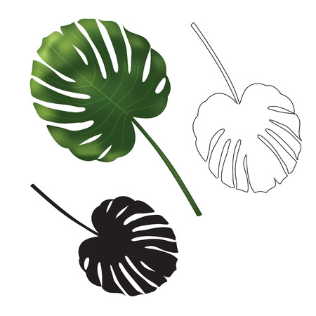 Realistic green and Black and white exotic tropical palm leaf isolated. Hand drawn sketch illustration. Vector EPS 10のイラスト素材