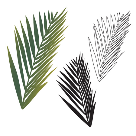 Realistic green and Black and white exotic tropical palm leaf isolated. Hand drawn sketch illustration. Vector EPS 10のイラスト素材