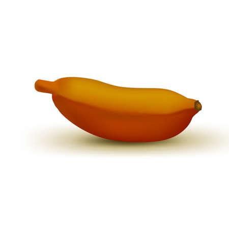 Realistic brown baby banana isolated on white background. Tropical fruit. Realistic vector illustrationのイラスト素材