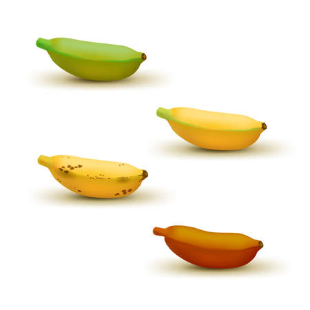 Realistic baby banana ripeness chart vector illustration. Set of 4 different color bananas, green underripe to brown over ripe.のイラスト素材