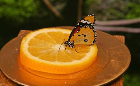 Butterfly with a pattern on the wings of orange, black, white, brown colors. A butterfly sits on a...