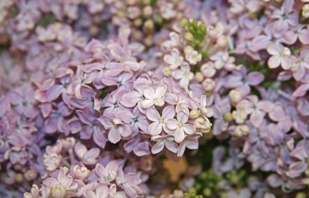 A blooming branch of lilac in the garden. Bunch of lilac flowers. Buds and flowers on a branch of...