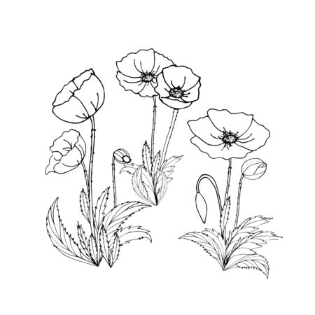 Drawing of poppy flowers with buds and leaves. Black and white drawing of colors. Coloring book, Botanical drawing.のイラスト素材