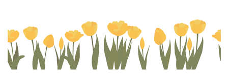 Seamless vector border with yellow flowers on a white background. Tulips. Suitable for textiles, tape, books design interior decoration products printing.のイラスト素材
