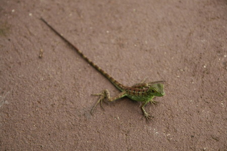 LIZARD OF COSTA RICAの写真素材