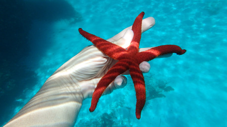RED STARFISH ON HANDの写真素材