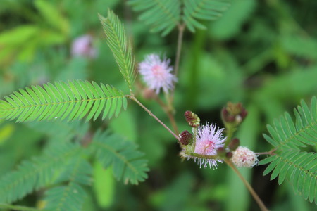 Mimosa pudica - Sensitive Plantの写真素材