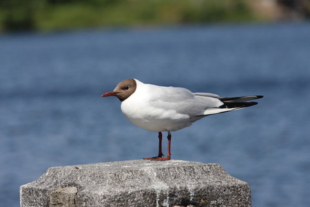 The seagull on the stone.