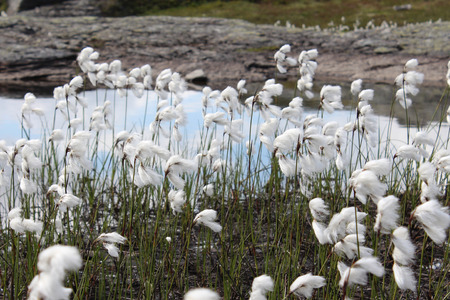 Eriophorum angustifolium, Cyperacea is a plant on the Norwegian mountain.の写真素材