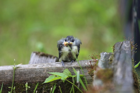 A nestling bird. The Leningrad Region, Russia.の写真素材