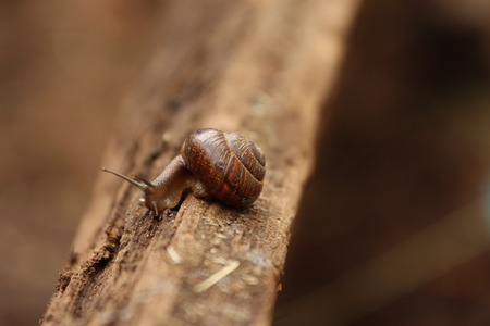 A Helix pomatia. A snail. The Leningrad Region, Russia.の写真素材