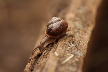 A Helix pomatia. A snail. The Leningrad Region, Russia.の写真素材