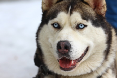 Siberian Husky Muzzle.の写真素材