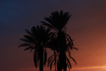 Shape of three palm trees in the sky.の写真素材