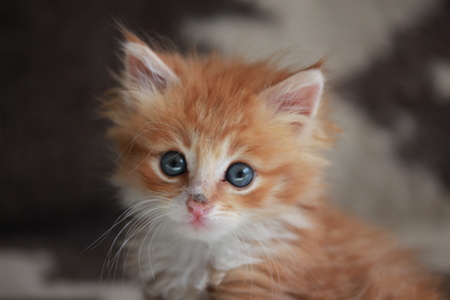 Young ginger Siberian cat.の写真素材