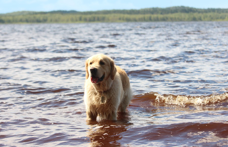 Golden retriever swim in the lake.の写真素材