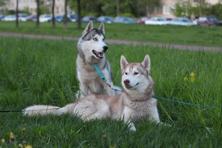 Siberian husky family. One with brown and one with blue eyes. Walk in the park.の写真素材