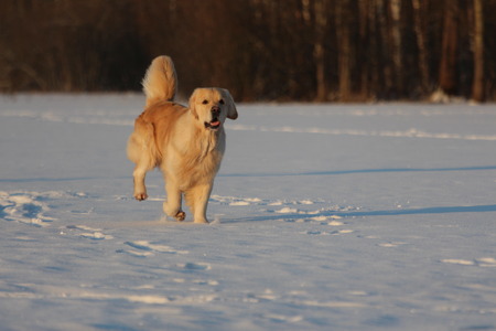 Golden Retriever  is running. Winter.の写真素材