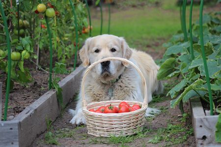 Dog with harvest basket of tomatoes between garden bedsの写真素材
