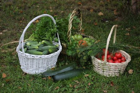 Three wicker basket with vegetables cucumbers, tomatoes, zuccinies, dill of parsley and dill.の写真素材
