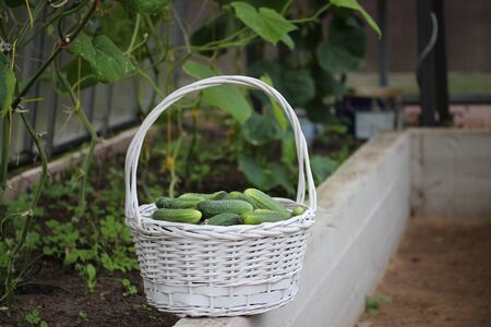Wicker basket of cucumbers in the greenhouseの写真素材