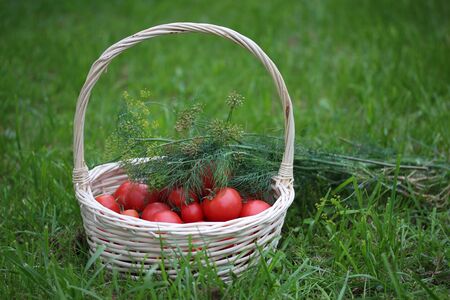 Basket of tomatoes and bunch of dill isolated on the grassの写真素材