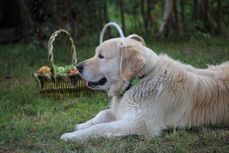 Golden retriever profile and harvest on basketsの写真素材