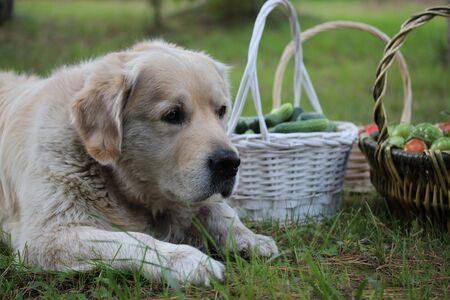 Dog and harvest on basketsの写真素材