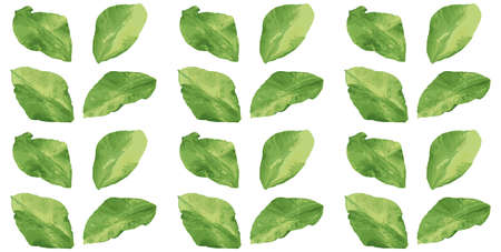 Foliage seamless pattern. Leaves background. Nature texture. Vector.のイラスト素材