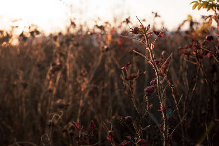 a briar bush in the autumn at the sunsetの写真素材