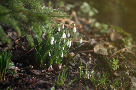 Snowdrop flowers in spring forest close up(Galanthus nivalis).の写真素材