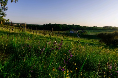 Among the hills and vineyards where Prosecco is grown a splendid sunny dayの素材