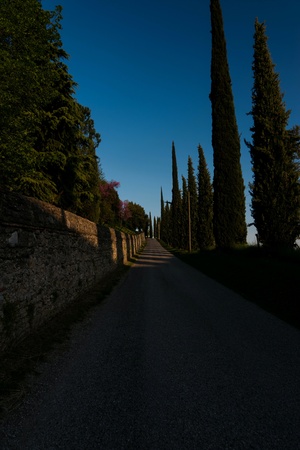 Among the hills and vineyards where Prosecco is grown a splendid sunny dayの素材