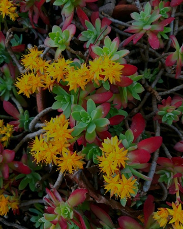 On a tree are intertwined a multitude of colorful red green yellow and orange flowersの素材