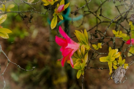Between the branches and the green leaves a small pink flowerの素材