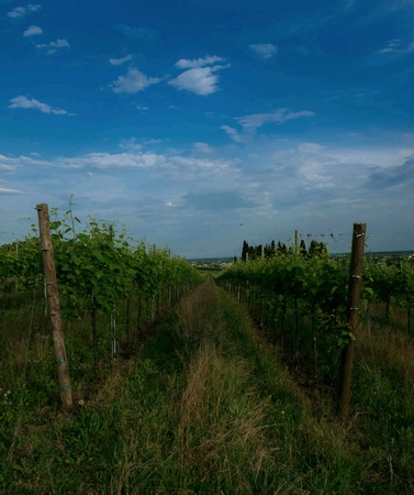 Among the vineyards and vineyards are the Prosecco hillsの素材