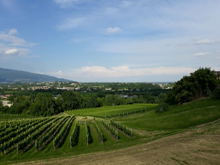 In the hills of Conegliano, vast expanses of Prosecco vineyardsの素材